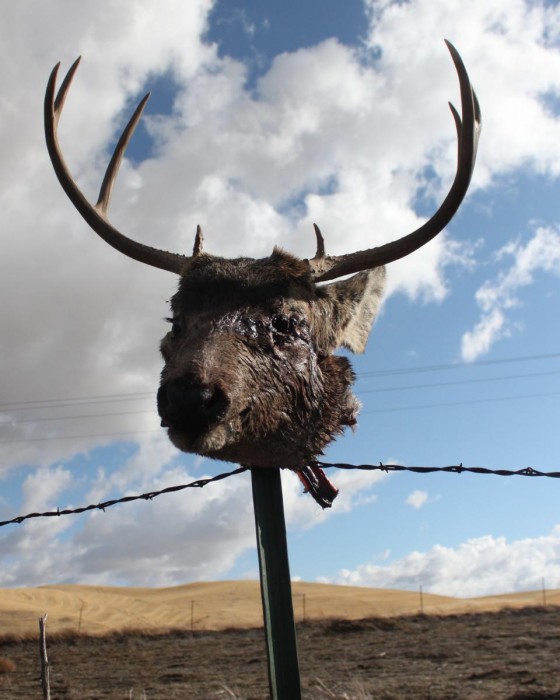 Buck, digital photograph by Greg Yenoli
